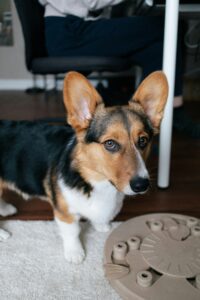 A close-up of a playful Dog