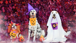 Three dogs in colorful Halloween costumes