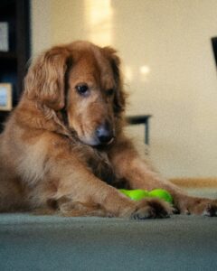 A golden retriever rests on the floor beside a green toy