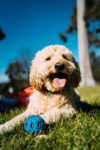 A dog resting on green grass
