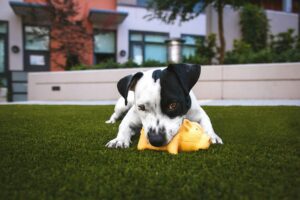 A dog happily chewing on a colorful toy while sitting in a lush green grass