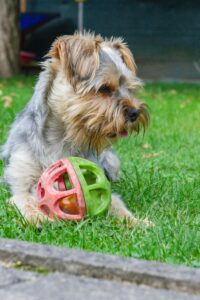 A small dog joyfully playing with a colorful ball on a lush green lawn