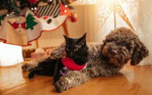 A dog and cat peacefully resting on the floor