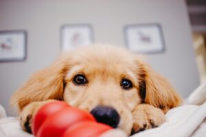 A dog resting on a bed, with a red toy nearby