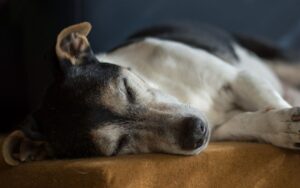 A peaceful dog resting comfortably on a couch