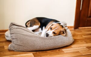 A beagle dog peacefully sleeping on a soft pillow
