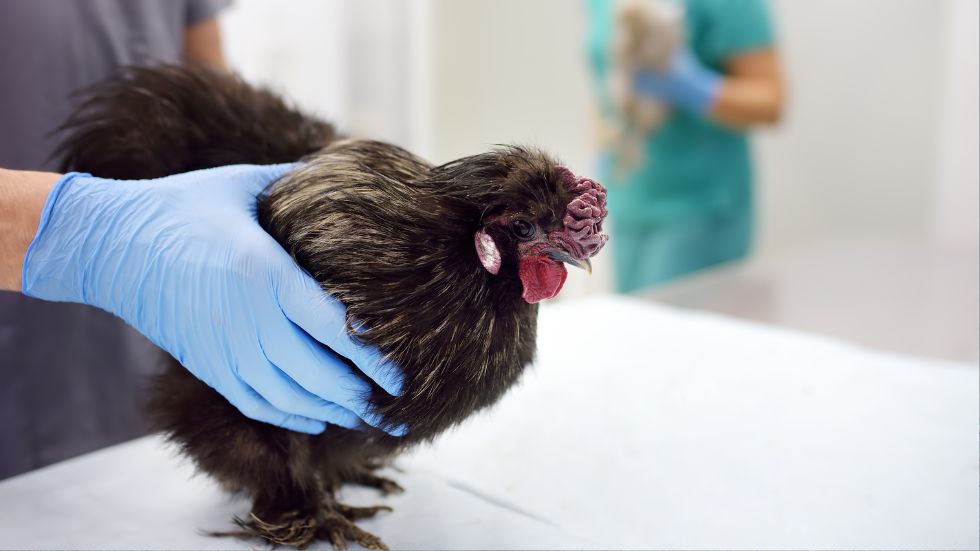 A person wearing a blue glove is holding a chicken