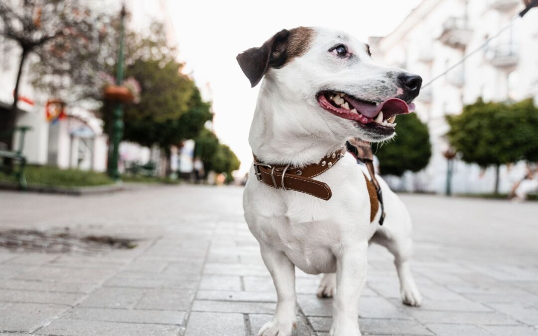 A cute dog positioned on a brick sidewalk