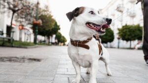 A cute dog positioned on a brick sidewalk