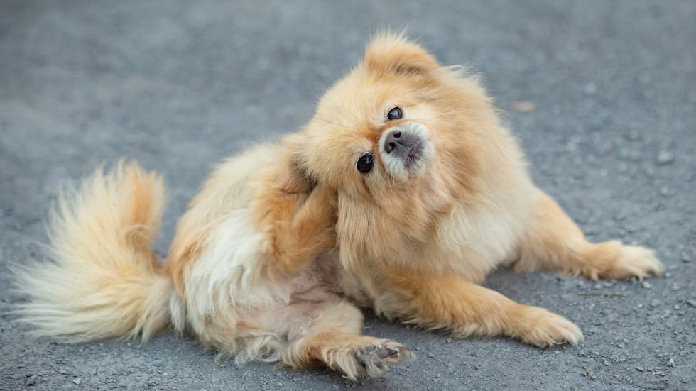 A small dog sits on the ground