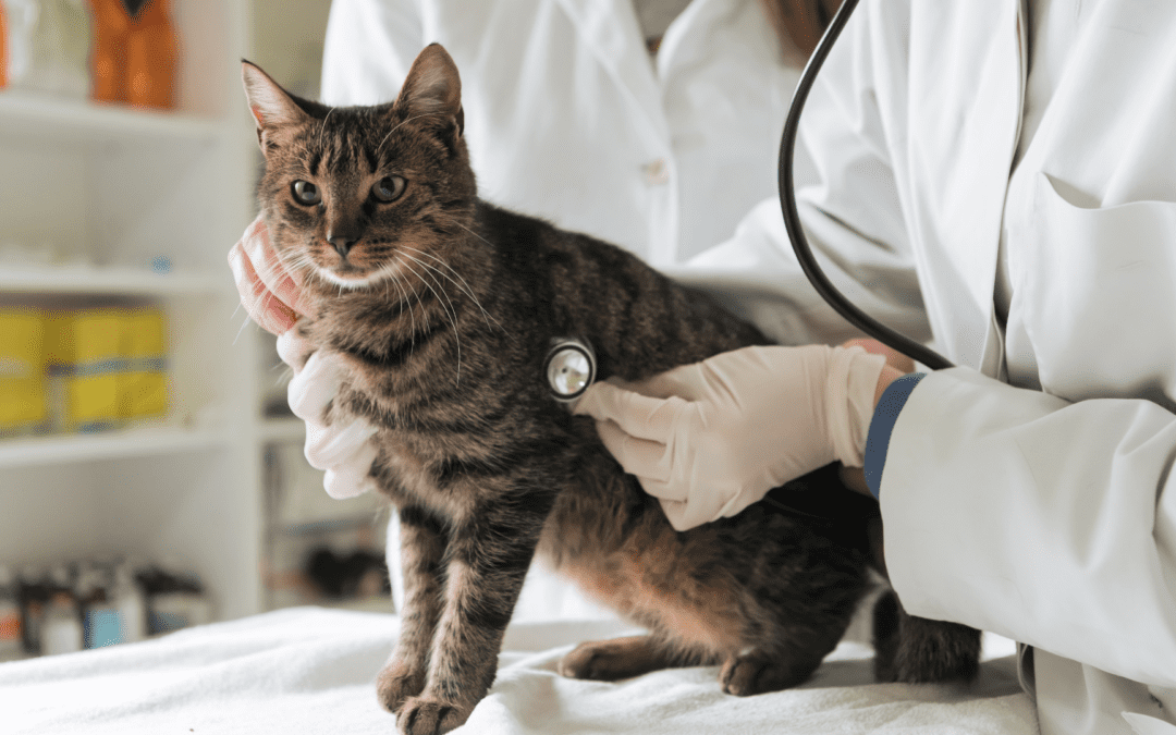 A veterinarian examines a cat during a routine check-up