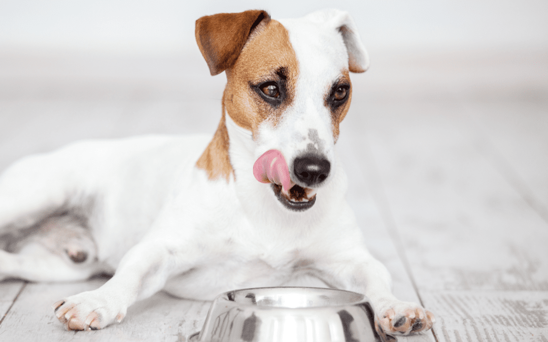 A dog sits on the floor besides a food bowl, playfully sticking its tongue out