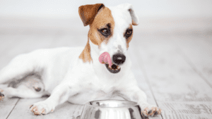 A dog sits on the floor besides a food bowl, playfully sticking its tongue out