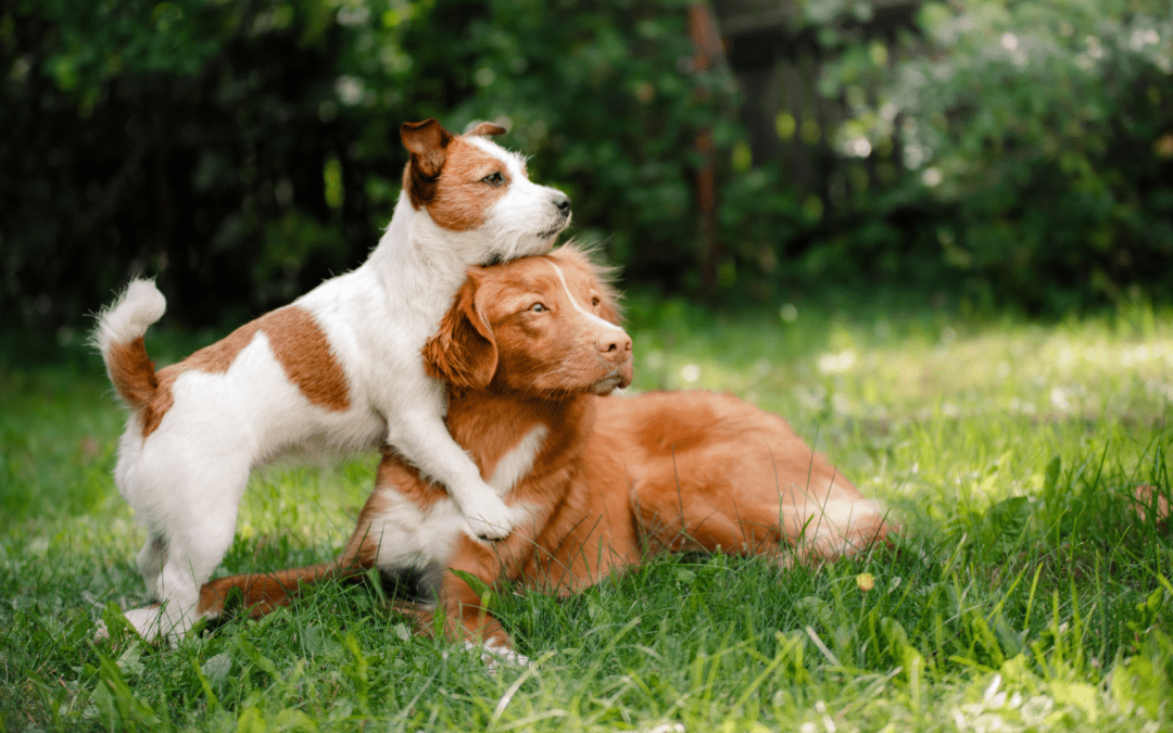 Two dogs joyfully playing together in a lush green grass field