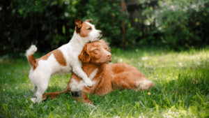 Two dogs joyfully playing together in a lush green grass field