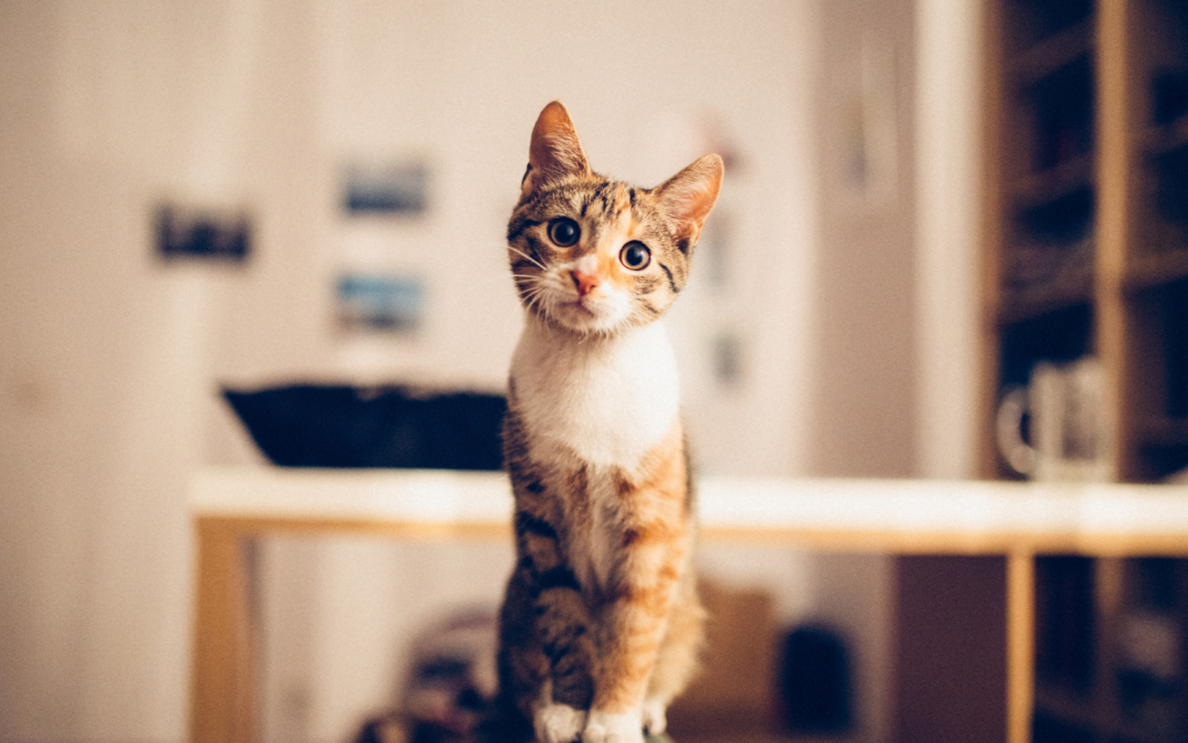 A cat stands on a table