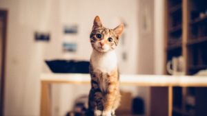 A cat stands on a table