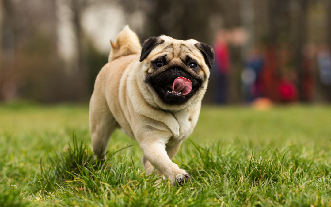 A playful pug dog joyfully running through a lush green field of grass