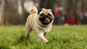 A playful pug dog joyfully running through a lush green field of grass
