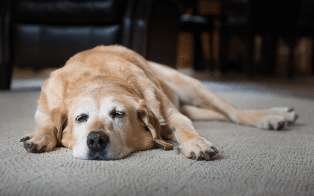 A dog resting comfortably on the floor of a cozy living room