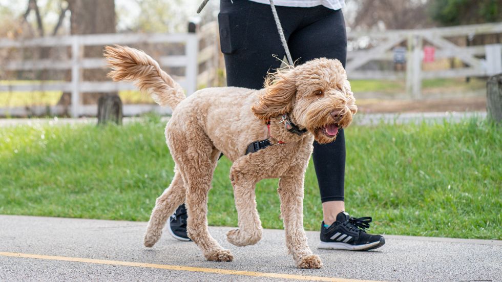 A woman walks her dog on a leash