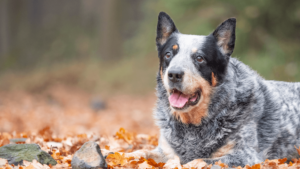 A Dog resting peacefully among colorful autumn leaves on the ground