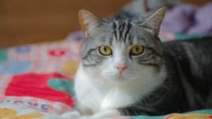 A cat comfortably sits on a bed
