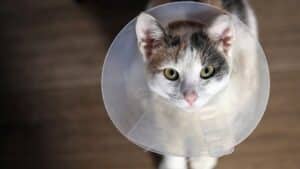 A cat wearing a plastic cone around its head