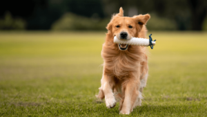 A dog joyfully runs with a toy in its mouth