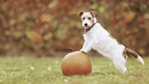 A dog proudly stands atop a large pumpkin