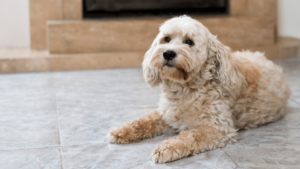 A dog sits calmly on the floor