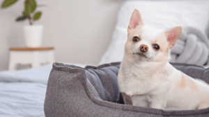 A small dog comfortably resting in a cozy bed