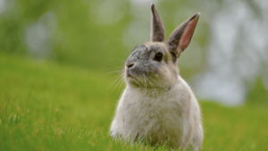 A small rabbit sits peacefully in a patch of green grass