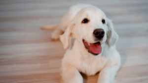 A white dog resting comfortably on the floor