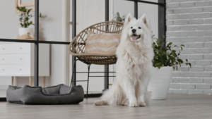A white dog sits on a wooden floor beside a chair