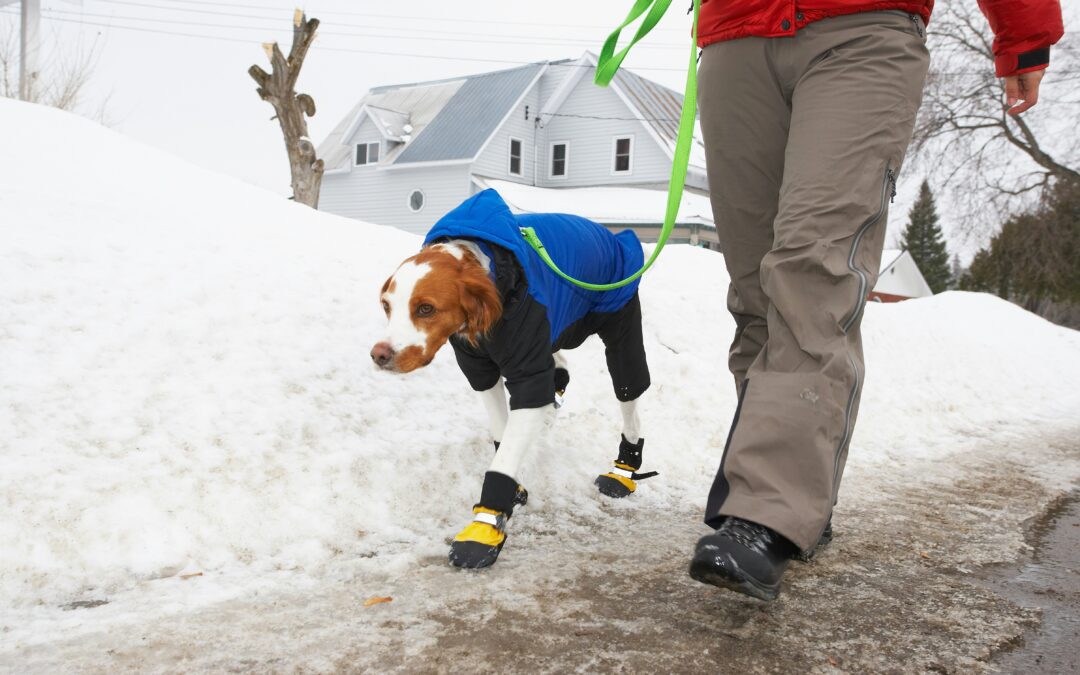 A dog walking in the snow with a jacket and booties on.
